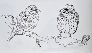 Ink sketches of starlings