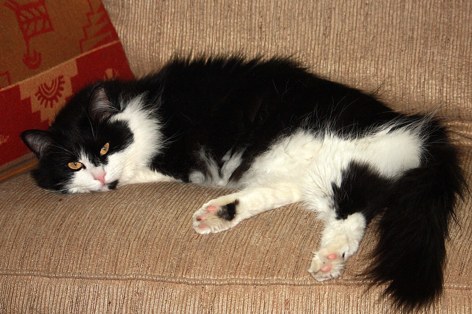 Rainy Day Thoughts Can cats cry?