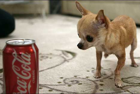 World's Smallest Dog Ever