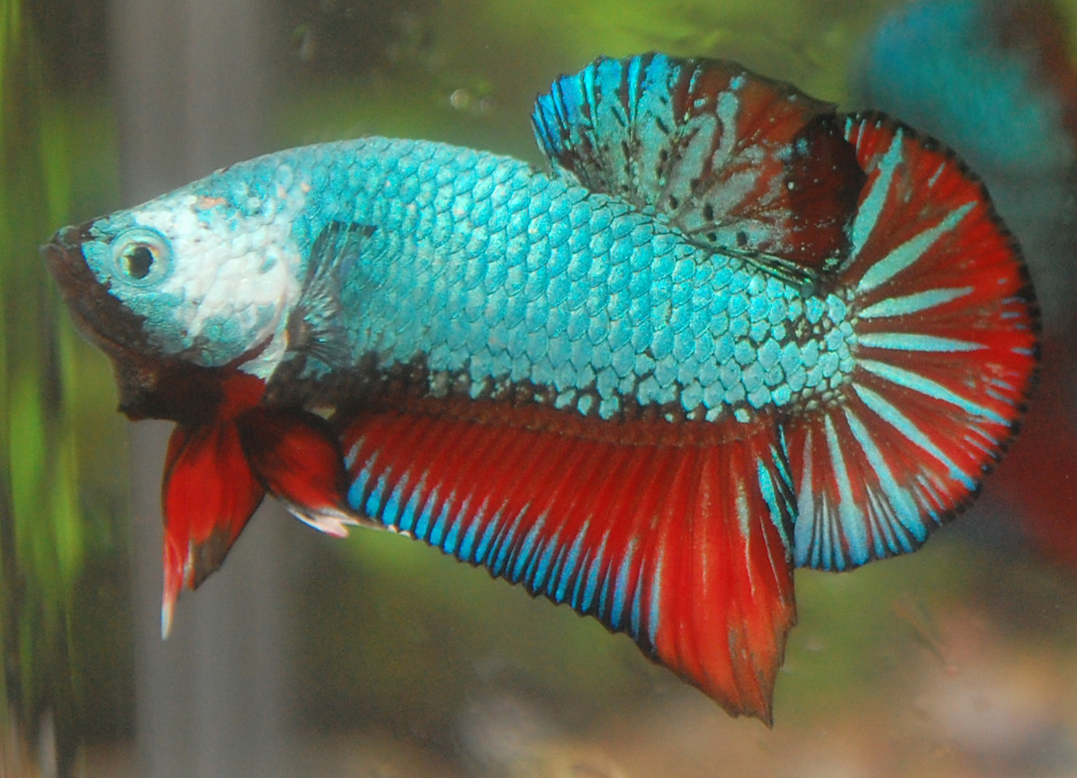 корифена рыба. корифена дальневосточная рыба. Mac fish. /. золотая корифена.