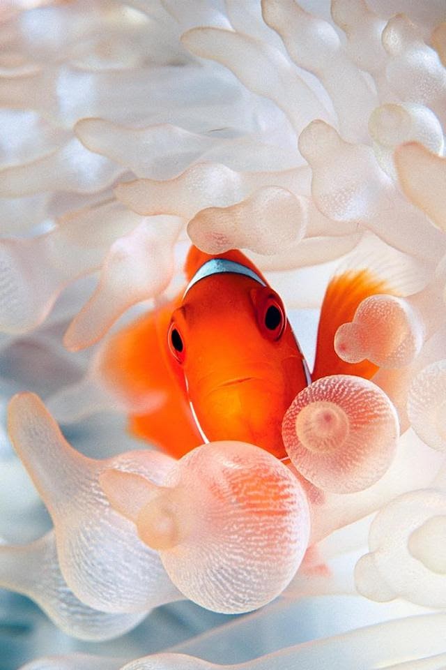 Clownfish  Galaxy Note HD Wallpaper