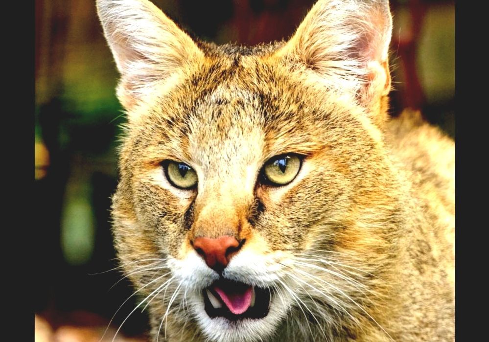 Chausie - Chausie Cat For Sale