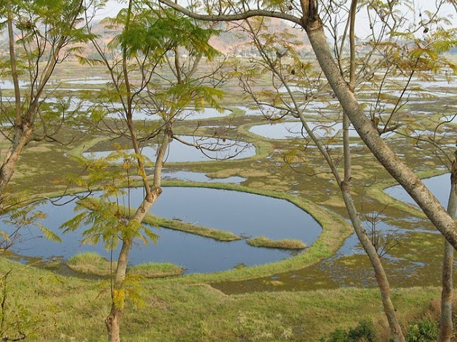 Floating Masses of plants in Lake