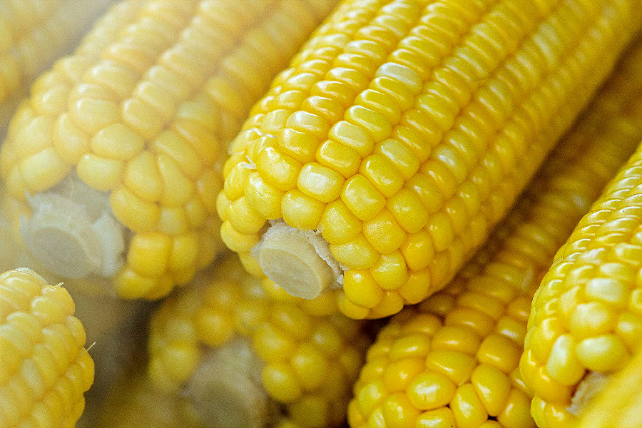 How to Freeze Fresh Corn on the Cob Oak Hill Homestead