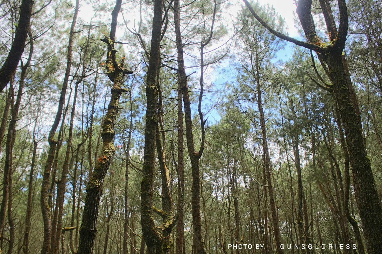 Hutan Pinus Manikliyu - Tempat Menarik Di Bali