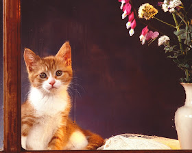 New: Cats Wallpaper / Cute / Funny / Beautiful