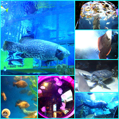 Aquaria KLCC, Things to see and do in Aquarium Kuala Lumpur, Malaysia. NBAM blog photography