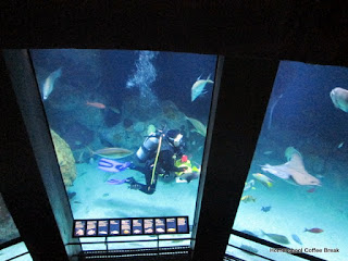 National Aquarium PhotoJournal (From the High School Lesson Book) on Homeschool Coffee Break @ kympossibleblog.blogspot.com