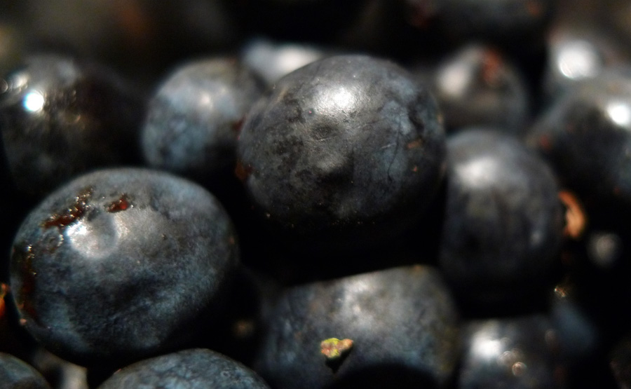 oxfordpomona: Sloe gin