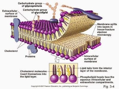 Struktur Membran Sel yang Mengandung Lipid