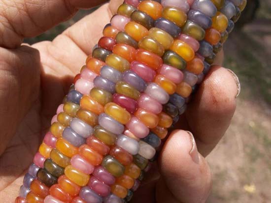 Wow, Warna Biji Jagung Ini Mirip Batu Akik - Tipsiana