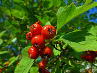 Herbal Recipes to Help Lower High Blood Pressure Herbal Recipes to Help Lower High Blood Pressure