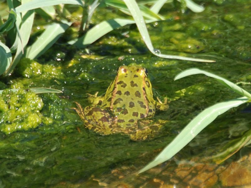 SaLiDaS a La NaTuRaLeZa: julio 2012