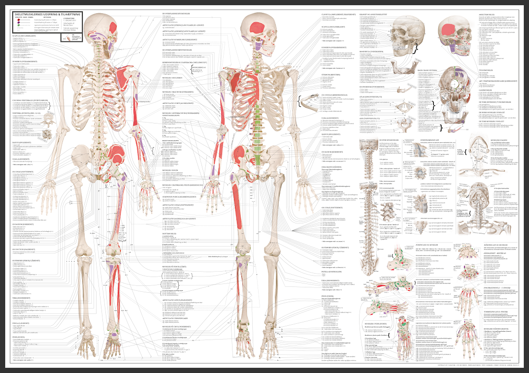 Guide anatomiske plakater