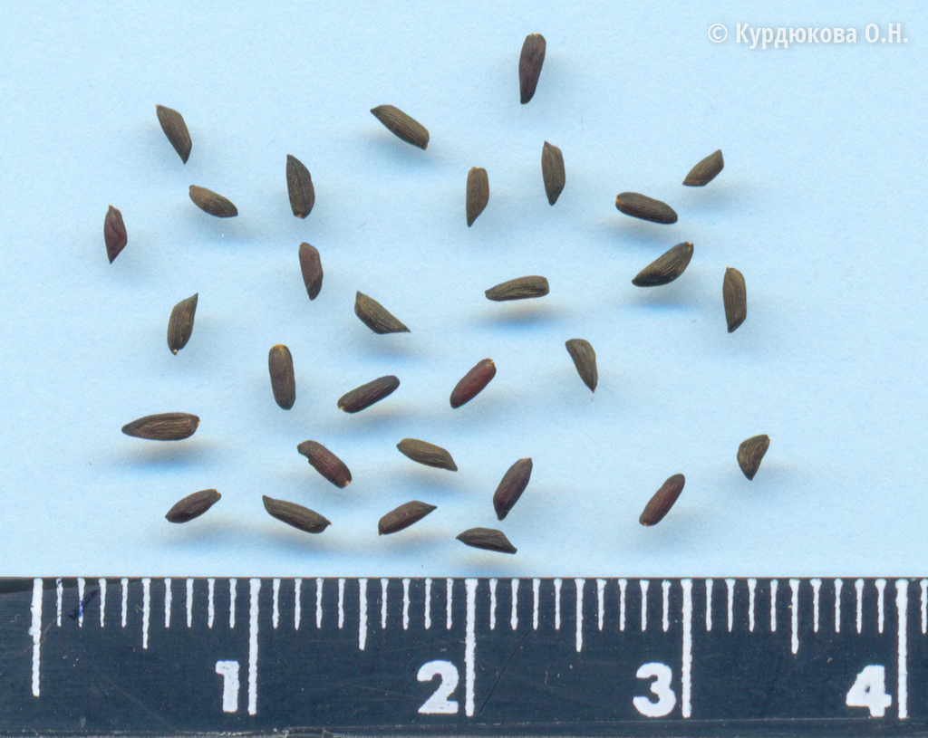 Семена сорняков. Атлас семян сорных растений. Круглые семена цветов. Семена сорняков. Подмаренник семена в пшенице.