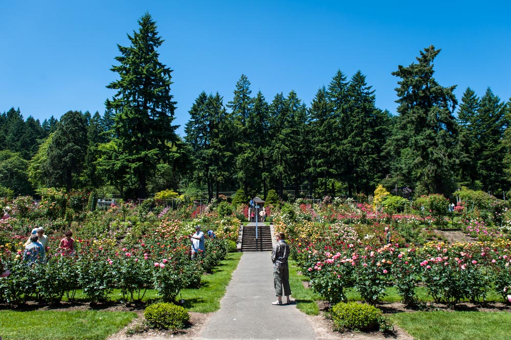 'Round About Seattle Portland Rose Garden and Beyond