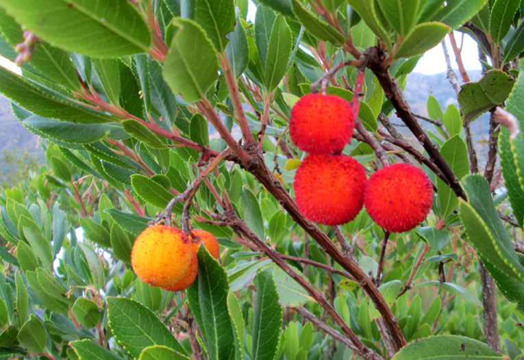 Vom Erdbeerbaum können Sie das ganze Jahr über leckere Früchte essen !