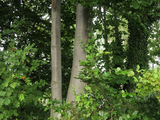 Grey trunks with other trees around.