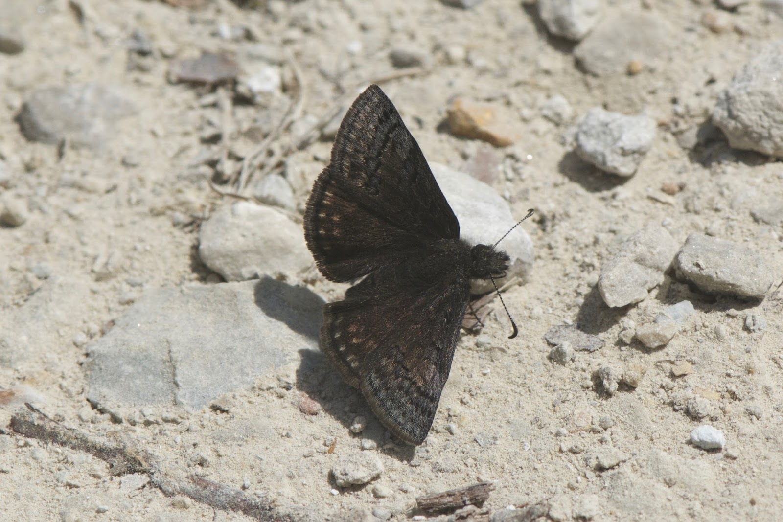 Arcticory... Hawkeyes vs. eagle eyes