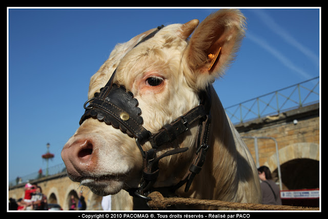 gros plan d'un Bœuf à la foire Commerciale et Agricole de Sedan