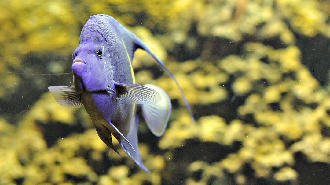 Blue Fish in Water