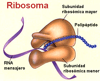 Estructura de los ribosomas Estructura de los ribosomas