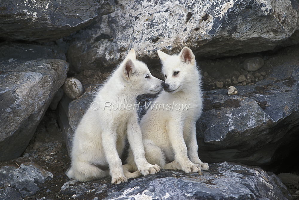 White Wolf : Charming Photos Of Arctic Wolf Pups With Red ...
 Cute Baby Arctic Wolf