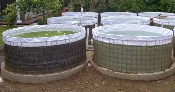 Kelebihan Dan Kekurangan Kolam Terpal Bundar Dan Kotak Gerak Maju Pertanian