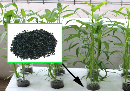 Cara Mudah Dan Bikin Sukses Buat Hidroponik Dari Arang Sekam