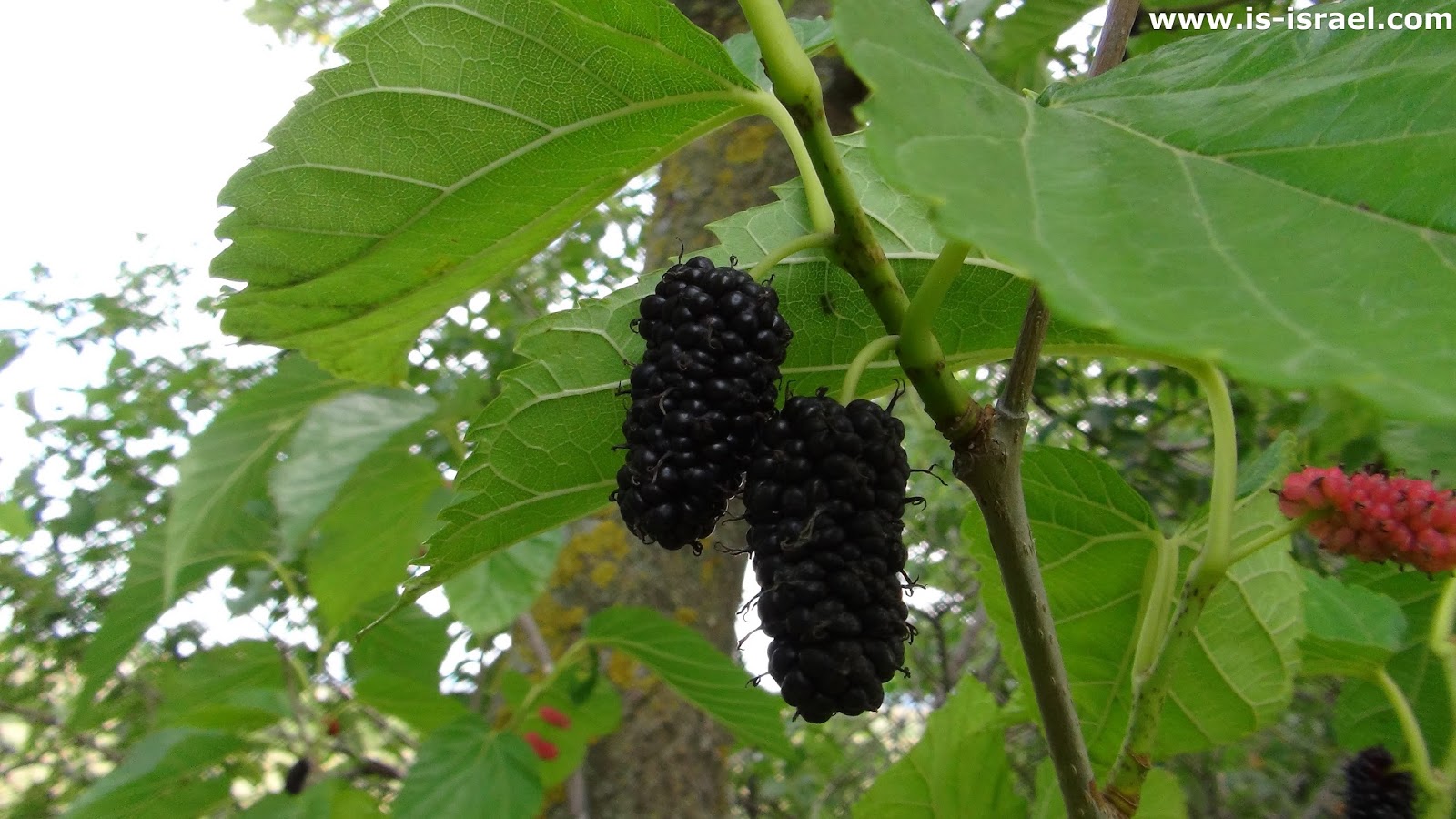 почему шелковица. шелковица морус рубра.