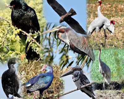 "A collage of wild birds from the Pareij wetlands"