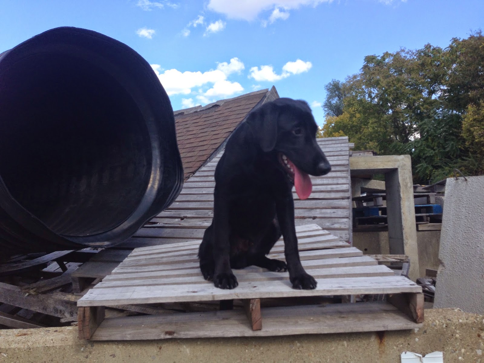 Big Times Kennel Update on Nick and Storm