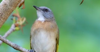 Download 76 Gambar Burung Wambi Mini Terbaik Gratis