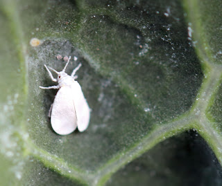 Whitefly on Kale