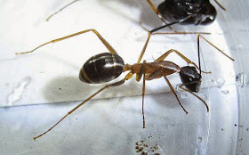 Camponotus minor worker