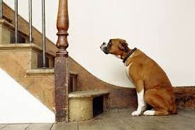 cães e escada da casa