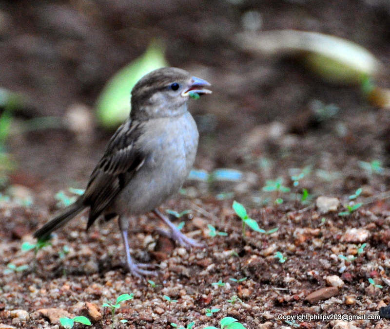 photosofbirdsofsrilanka House Sparrow chicks Passer domesticus