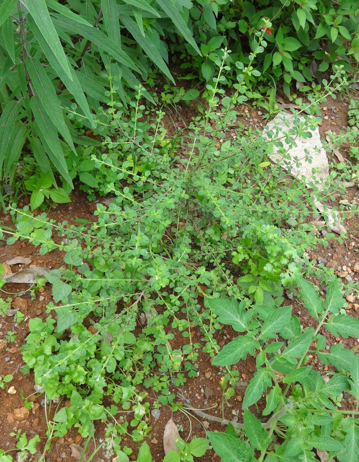 Lippia micromera Jamaican Oregano, False Thyme INDEX OF HERBAL