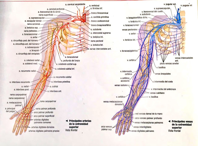 Anatomia Venas Y Arterias Del Brazo anatomiaaplicadaamoros.blogspot.com