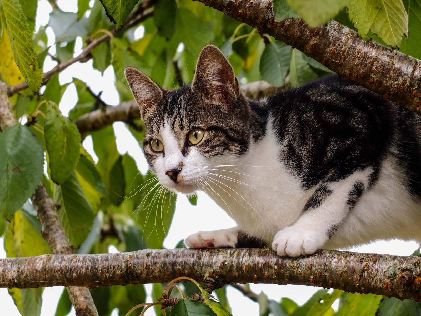A cat sitting on a branch in a cherry tree.