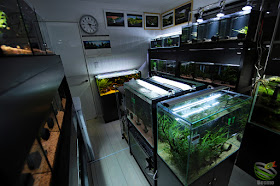 my fish room