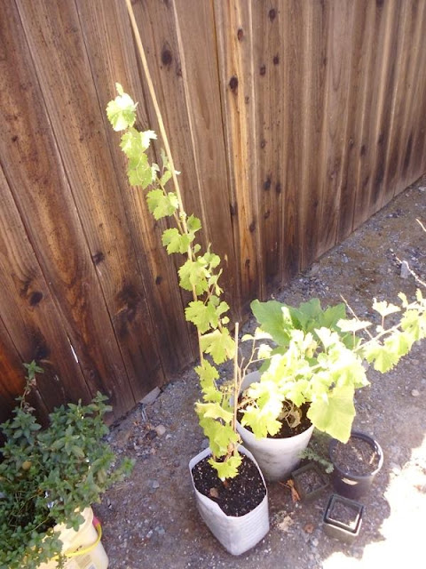 Tallest vine with grapes