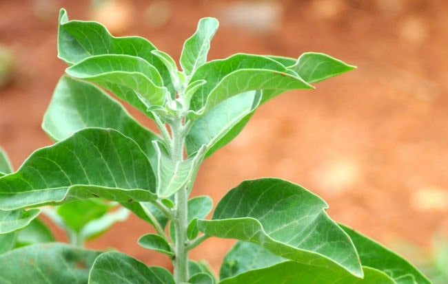 Pianta con foglie di ashwagandha o ginseng indiano (Withania somnifera)