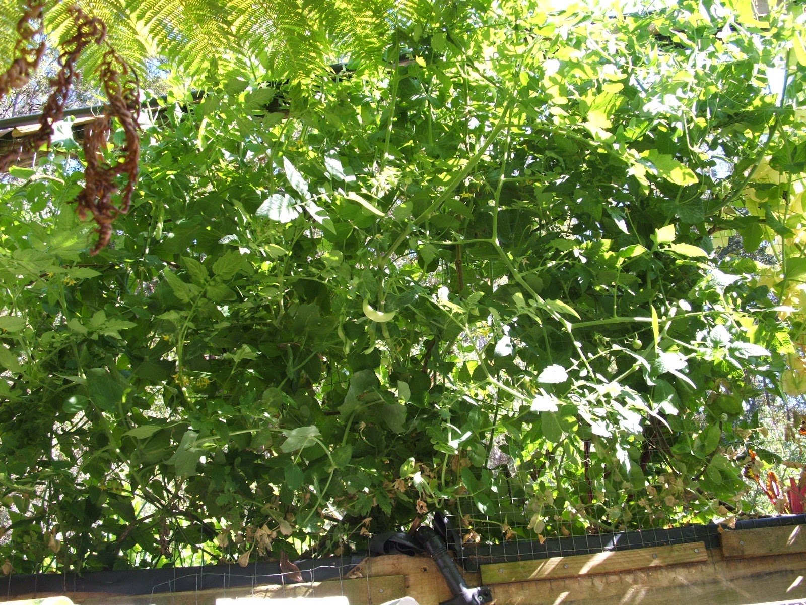 - piggabeen valley aquaponics -: spring growth