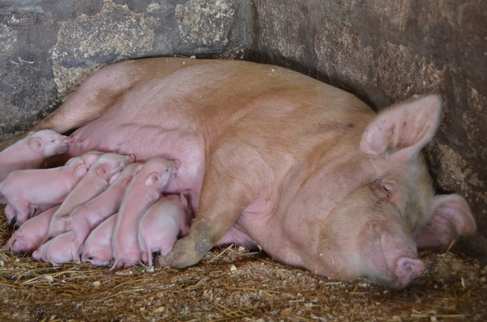 свиноматка сколько лет. поросята сосуны. сколько живут свиньи. доклад о домашнем животном свинье. вьетнамский вислобрюхий поросенок.