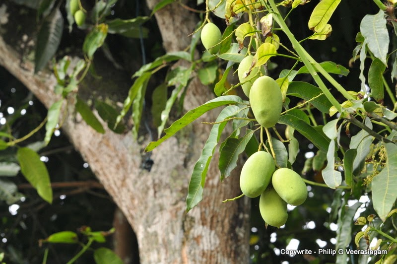 Images of Sri Lanka on Ripening mangoes, home garden