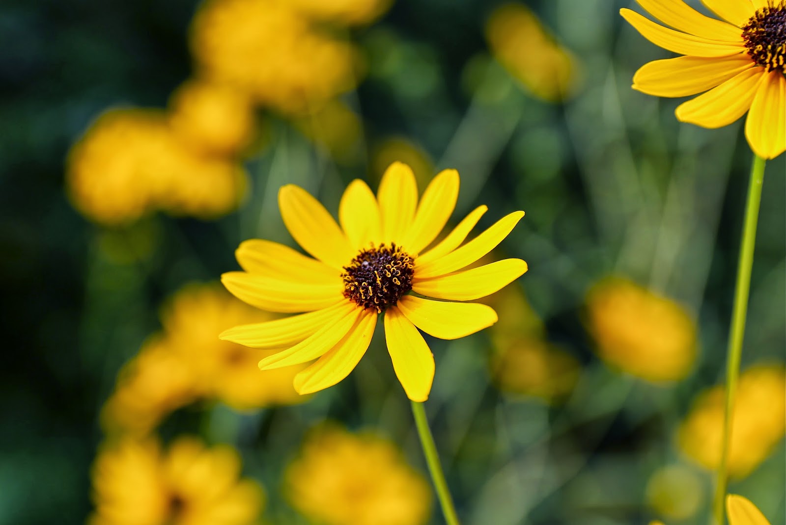 Sweet Southern Days Fall Wildflowers