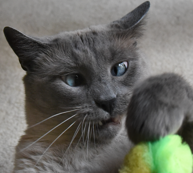 Maxwell attacks green toy. Handsome blue eyed siamese boy! #siamesecat #catplaying