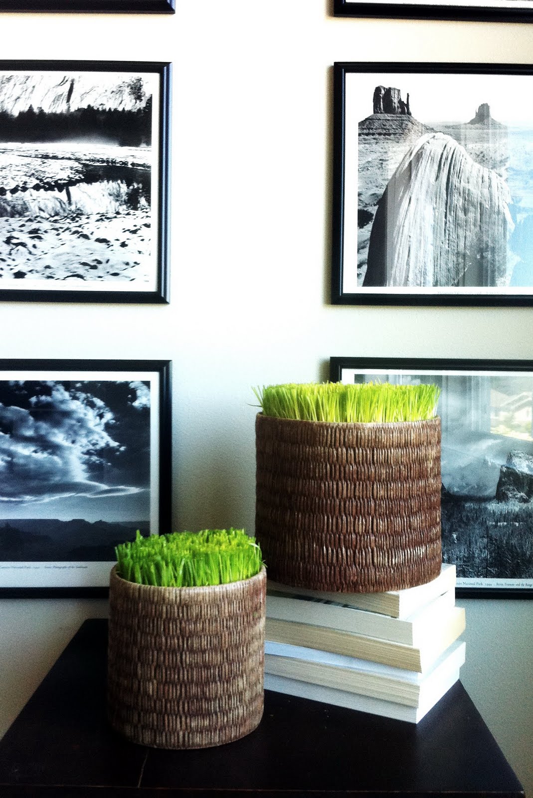 Bold Beautiful Brainy A Life Well Lived Indoor Grass (aka sprouting