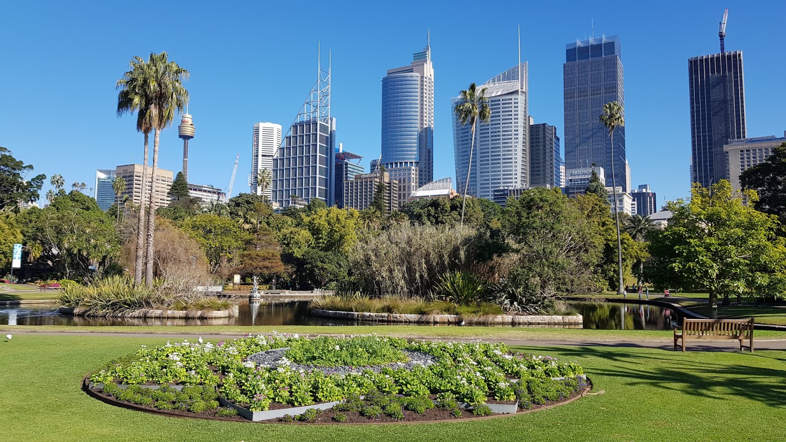 Sydney City and Suburbs Botanic Gardens, Main Pond, flowers